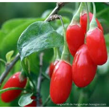 Native Gesundheit Obst Goji Beeren